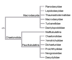 taxon links