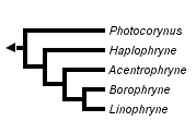 taxon links