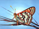 Chalcedona checkerspot butterfly