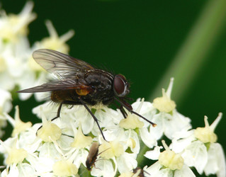 Musca domestica, house fly