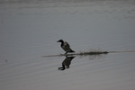 canvasback duck landing