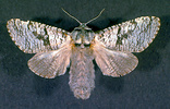 Acossus populi (Cossidae)