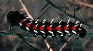 Saturniid larva (Bunaea alcinoe), Tanzania