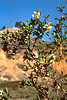 California rockflower, Crossosoma californicum