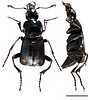 Eonecrophorus tenuicornis Kurosawa, 1985