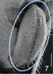 hyptiogastrine ovipositor concealed in ovipositor sheaths