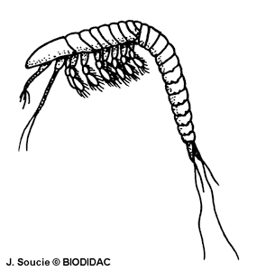 External features of a primitive crustacean. Important features are the carapace and the number of legs. 