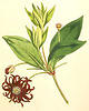 Illicium floridanum, purple anise