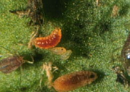 A predacious gall midge feeding on aphids, Lestodiplosus sp.