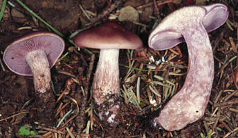 Lepista mushrooms