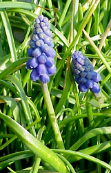 Muscari neglectum