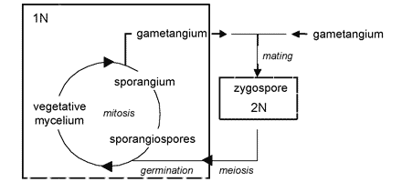 Generalized life cycle of Zygomycota