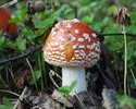 agaric mushroom