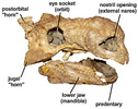 Typical ankylosaur skull showing some of the major features