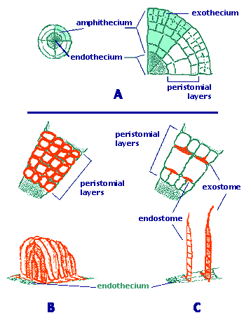 The two basic peristome types of mosses
