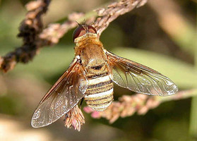 An Australian bee fly