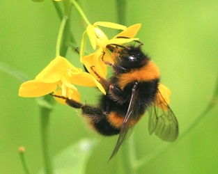 Buff-tailed humble bee, adult worker