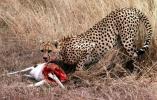 Cheetah (Acinonyx jubatus) eating a Thomson's gazelle in Serengeti NP. Tanzania