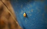 pupa of Harmonia conformis (common spotted ladybird)