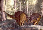 Two Edmontonia males in a shoving contest of strength