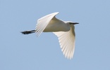 cattle egret in flight