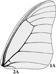 Papilionidae forewing