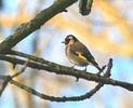 Goldfinch, European