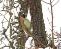 Green Woodpecker female