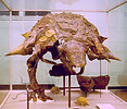 Front view of the mounted skeleton of Edmontonia