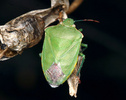 Pentatomidae, stink bug