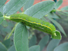 Cloudless Sulphur caterpillar