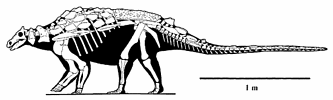 Skeleton of Gargoyleosaurus