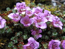 purple mountain saxifrage