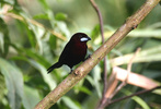 silver beaked tanager