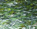 silver salmon spawning