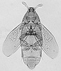 Suterina microcephala habitus