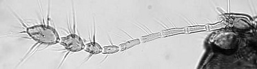 Throscidium antenna