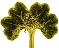This image shows the first leaf of a young leptosporangiate fern sporophyte.
